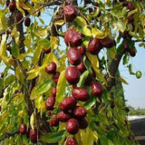 Kashgar special grade red dates